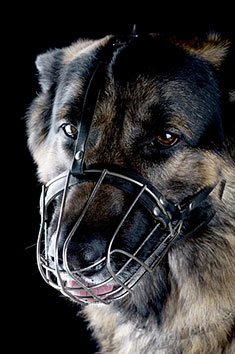 Muzzled German Shepherd Dog
