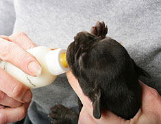 Bottle-feeding newborn puppy