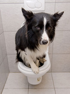 Dog sitting on the toilet