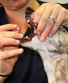 Giving a dog a pill