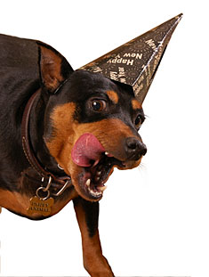 New Year's Dog