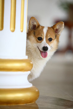 Royal Corgi Dog