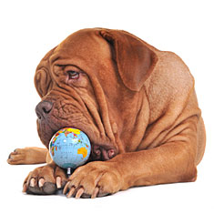 Dog and the planet