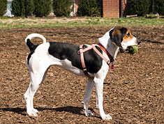 Dog in obedience school