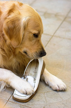 Dog chewing on a shoe