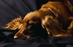 Sad dog on couch