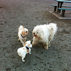 Happy dogs at the dog park
