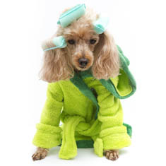Pampered Dog