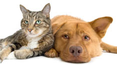 Cat and Dog relaxing