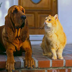 Cat examining dog