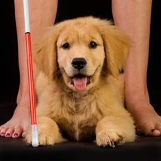 Puppy guide dog