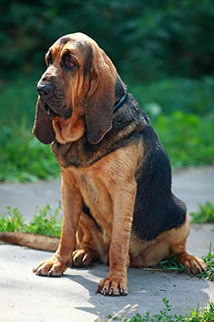 Bloodhound sitting outdoors