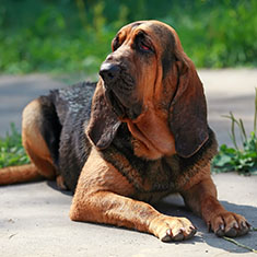 Bloodhound lying outdoors