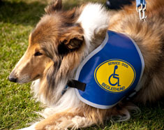 Guide dog waiting for a command