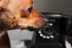 Hearing dog