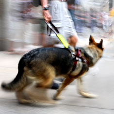 Guide dog waiting for a command
