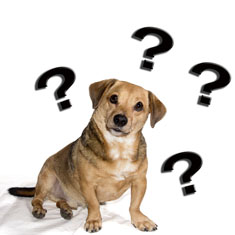 Quiz Answers