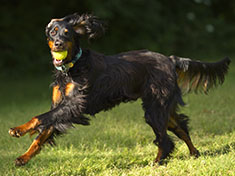 Gordon Setter