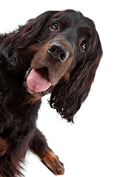 Gordon Setter