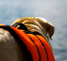 dog in a life jacket