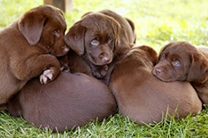 dog overpopulation
