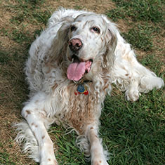older dogs