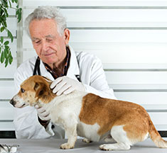 older dogs