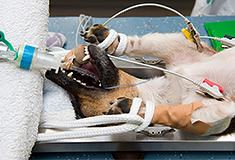 Female Dog undergoing spaying surgery.