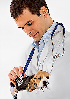 Male Veterinarian Holding a Puppy