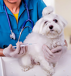 Puppy getting a vaccincation shot
