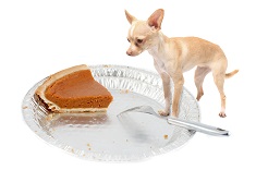 Little chihuahua dog standing on pie tin staring at the last pumpkin piece at thanksgiving