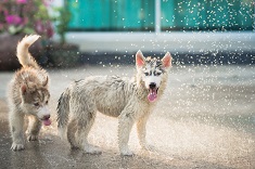 Husky puppies cooling off in spraying water