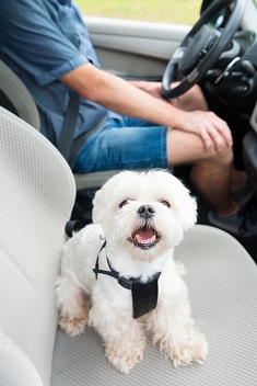 Dog wearing protective harness connected to seatbelt while sitting in a car