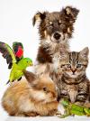 US Pet Industry Continues to Grow...and Grow... and Grow!