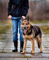 Five Training Lessons you MUST Teach Your Dog