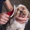 Grooming Your Dog at Home
