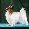 Top Ten Dogs for Novice Owners
