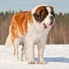 Top Ten Dogs for Experienced Owners