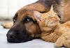 Dog or Cat for a One Pet House Hold- How Do You Choose?