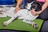 The Benefits of Physiotherapy for your Dog